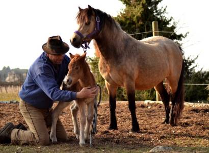 Marche pastorale avec la ferme Lucky Horse