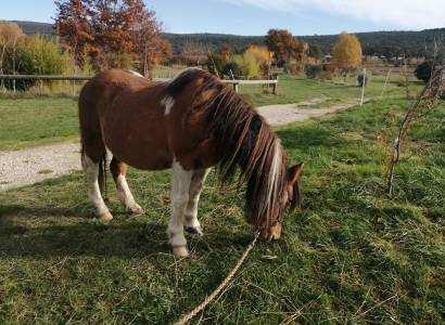 Balade à poney à l'asinerie Laura Aubert
