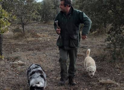 Chasse à la truffe
