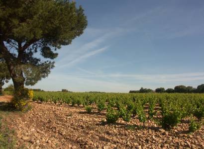 A.O.C Châteauneuf du Pape