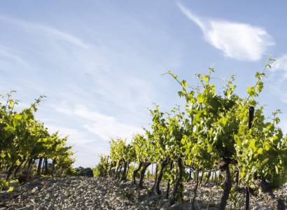 Vignobles la Florane et l’Echevin