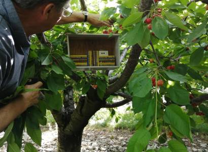 Festival Ventoux Saveurs : Les pollinisateurs sauvages