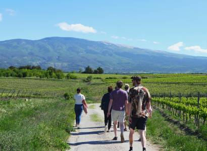 Festival Ventoux Saveurs : Balade vigneronne gourmande