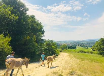 Balade avec des ânes au départ de La Tour d'Aigues