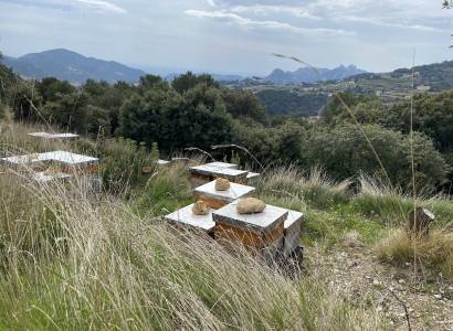 Le Rucher des Dent'Ailes