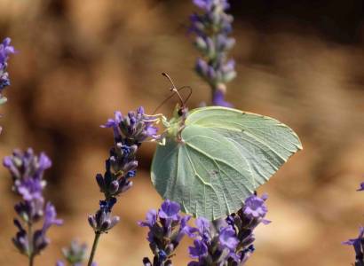 Papillons et lavandes