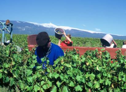 Visite spéciale vendanges