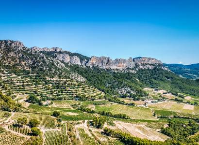 Masterclass Comprendre le Vin au Domaine de Coyeux