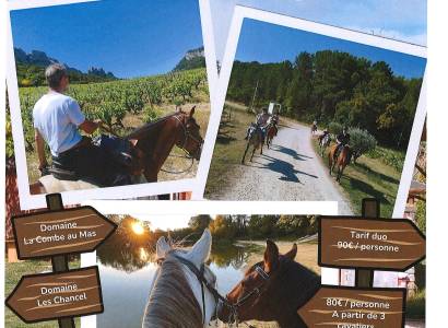 Balade vigneronne avec le Poney Rouge