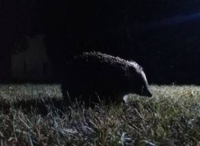 Rendez-vous Nature - La faune crépusculaire