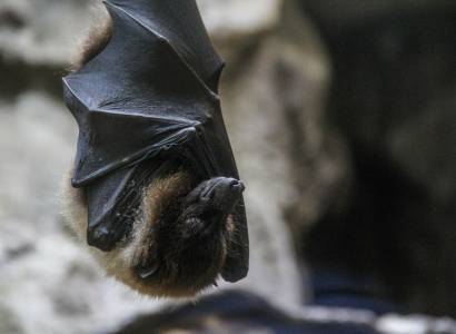 Exposition «Chauves-souris, une vie renversante»