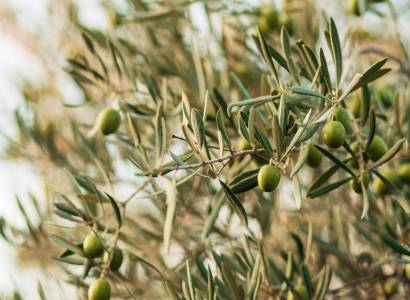 Visite d'une oliveraie Bio et dégustation d'huile d'olive à Mondragon