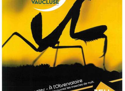 Rendez-vous nature « Étoiles et insectes »  - Le Naturoptère