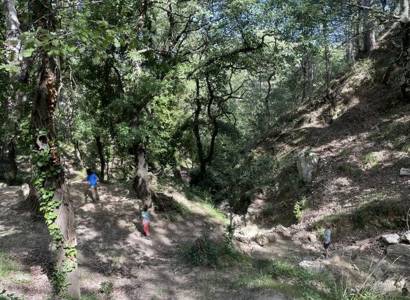Pré-rentrée sous les arbres