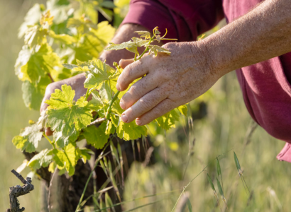 Conférence autour du vin : «le calme avant la tempête»