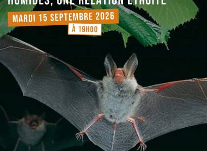 Chauves - Souris et zones humides, une relation étroite