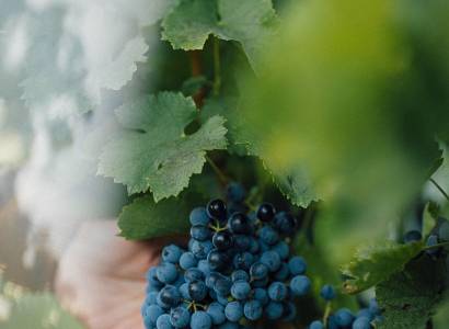 Festival Ventoux Saveurs : Visite expérience vendanges et pique-nique