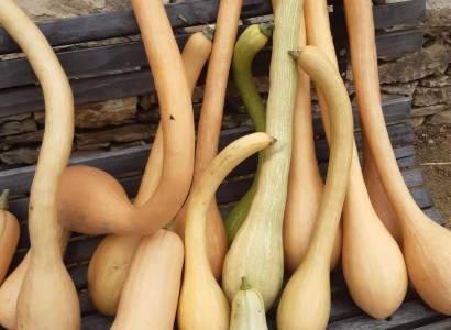 Festival Ventoux Saveurs - Du Potager de la Basse Fontaine à l'assiette