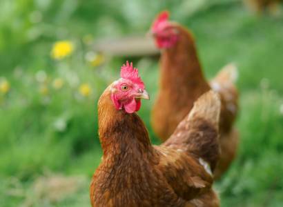 Visite découverte de la ferme Mas Ribelly