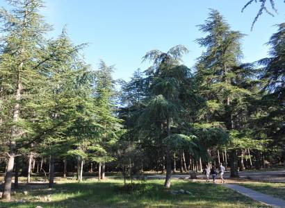 BONNIEUX -LACOSTE - Bois du Pré de Roustan