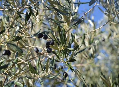 Atelier au Jardin « Transformation des olives »