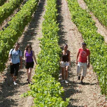 Winegrower's trail at the Caveau de Beaumont du Ventoux