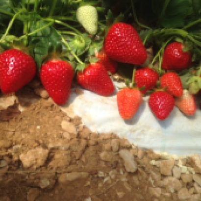 Charline ramène sa fraise