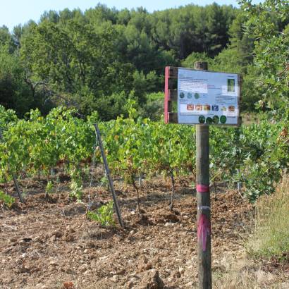 Sentier viticole oenoludique aux Touchines