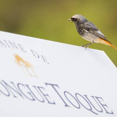 Biodiversity trail - Domaine de Longue Toque/Gabriel Meffre