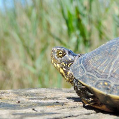 Découverte des tortues du contre-canal et du réseau Natura 2000