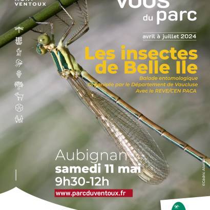 Les Rendez-vous du Parc : Les insectes de Belle-Île Le 11 mai 2024