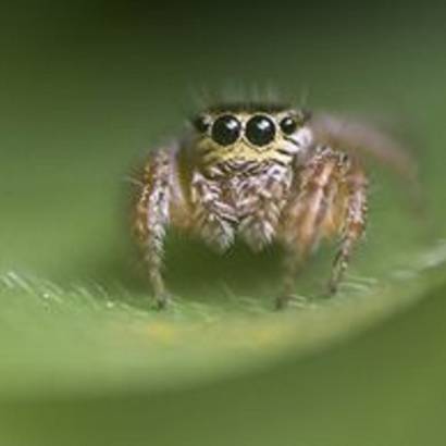 Rendez-vous Nature : Les araignées marchent-elles sur l’eau ?