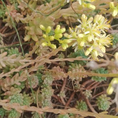 16ème Fête de la Biodiversité et des variétés anciennes