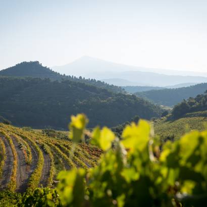 Balade entre histoire et terroir, au cœur des Dentelles de Montmirail au domaine de Cassan