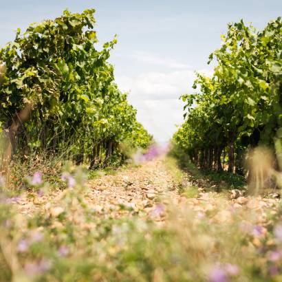 Le voyage du raisin : de la vigne au vin