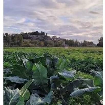 Tour des Gourmands - La Barthelasse, une île agricole