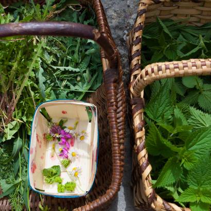 Festival Ventoux Saveurs -Botanischer Spaziergang mit den Abenteurerinnen des Geschmacks