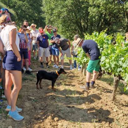 Become a winemaker for a day - Château Cohola