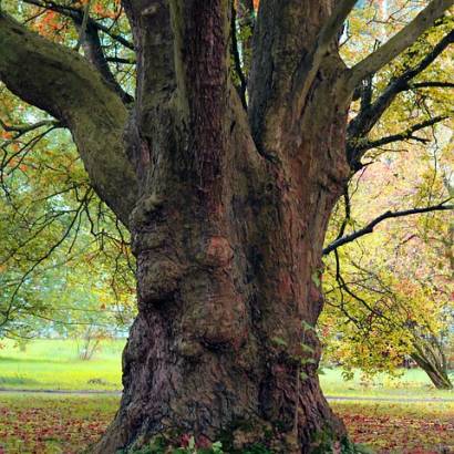 Auprès de nos arbres, vivons heureux Du 18 mars au 26 avr 2025