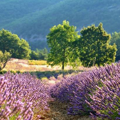 L’arbre, la haie : berceaux de biodiversité - balade naturaliste-conférence