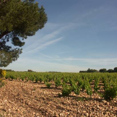 A.O.C Châteauneuf du Pape