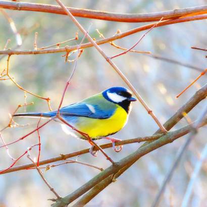 Mésanges et insectes assistants du vigneron
