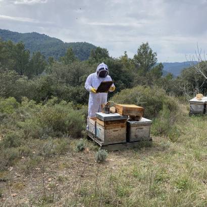 Découverte immersive du monde des abeilles