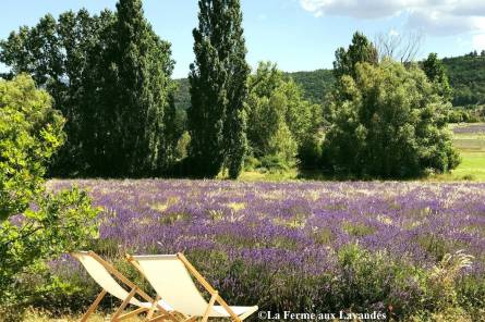 Die Ferme aux Lavandes mit botanischem Lavendelgarten
