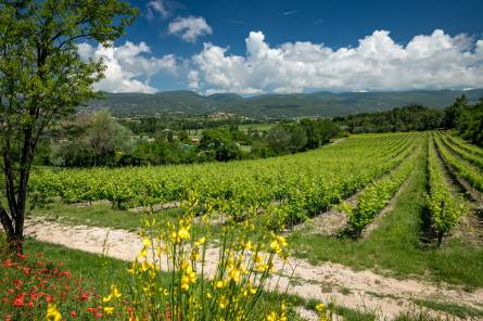 Picnic in the vines - Château Saint Pons