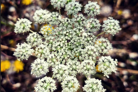 Découverte des plantes sauvages comestibles