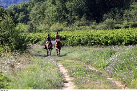 Collines et vignobles de Provence : Luberon, Dentelles de Montmirail, Pied du Ventoux