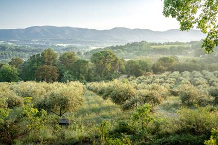 Picnic in the Olive Grove at La Bastide du Laval