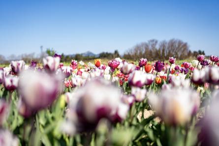 The tulip fields
