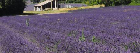 Vallon des lavandes distillerie